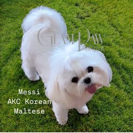 Messi - Maltese