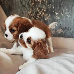 Cavalier King Charles Spaniel Puppies from London Fog Cavaliers