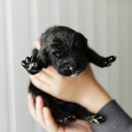 Hank - Orange Collar - Black male Goldendoodle puppy in Newell, Iowa from Front Porch Goldens