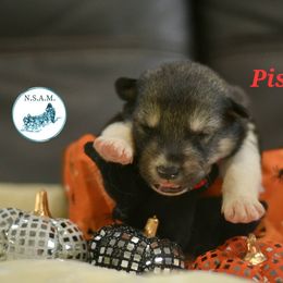 M1 - Agouti and white male Alaskan Malamute puppy in Kingston, Tennessee from North Shore Alaskan Malamutes