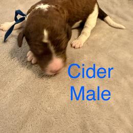 Cider - Parti male Poodle puppy in Piqua, Kansas from Legacy Farms Standard Poodles