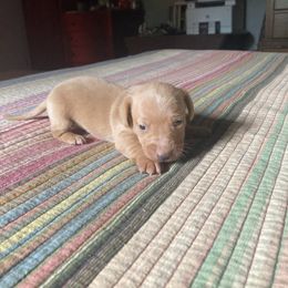 Snickerdoodle - Cream male Dachshund puppy in Brave, Pennsylvania from Foothills Cattery & Kennel