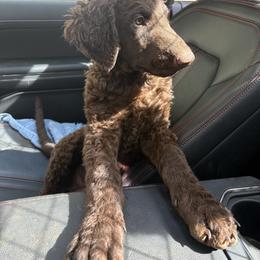 Curly-Coated Retriever Puppies from Tephra Curly Coated Retrievers