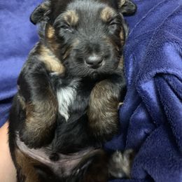 Border Collie and Bordoodle Puppies from Sunrise Kennels