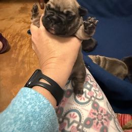 Donner - Fawn and white male French Bulldog puppy in Greenville, Texas from Big Bullies N Texas