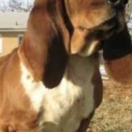 Basset Hounds from Jafen Kennel