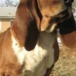 Basset Hounds from Jafen Kennel