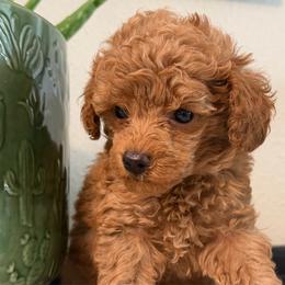 Lucas - Red  male Poodle puppy in Kidder, South Dakota from Continental Cavaliers