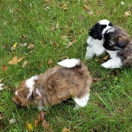 Shih Tzu Puppies from Country Blessed Shih Tzus