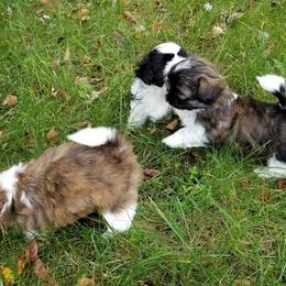 Shih Tzu Puppies from Country Blessed Shih Tzus