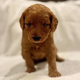 Hazel - Apricot female Goldendoodle puppy in Beaverton, Oregon from Mini Goldendoodles