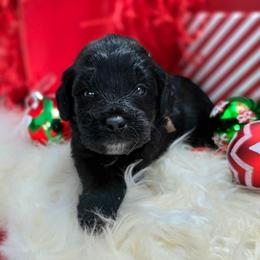 Rain - Black female Goldendoodle puppy in Eugene, Oregon from Oregon's Legendary Goldendoodles