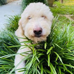 Ruby - Goldendoodle