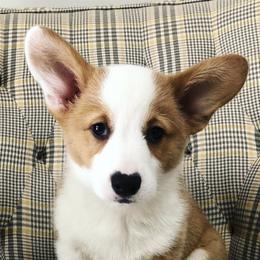 Aussiedoodles, Australian Shepherds, Bernedoodles, Cockapoos, and Pembroke Welsh Corgis from Red Barn Rascals