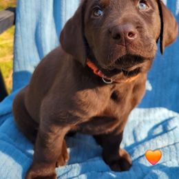 Miss Orange - Chocolate female Labrador Retriever puppy in Deary, Idaho from Sunset Pines Labradors