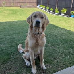 Moose - Golden male Golden Retriever puppy in Ohatchee, Alabama from The Golden Life