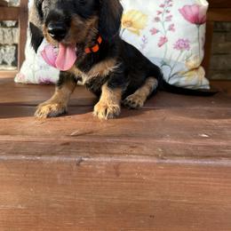 Orange - Wild boar female Dachshund puppy in New Caney, Texas from Liberty Dachs