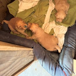 Golden Retriever Puppies from Collette's Goldens