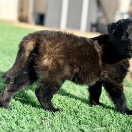Orange Collar - Fawn sable male Belgian Malinois puppy in Trenton, Georgia from Laeknir K9