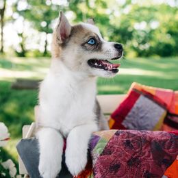 Pomsky Puppies from L&LPomskyPuppies