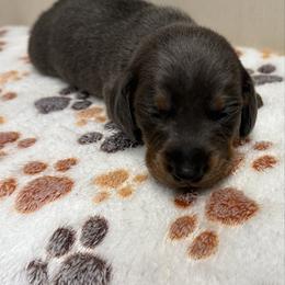 Male 1 - Gray (blue) and cream male Dachshund puppy in El Campo, Texas from Creamer Creek Kennel