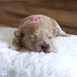 Miss pink collar - Cream female Maltipoo puppy in Springtown, Texas from North Texas Puppies