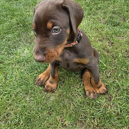 Charlize - Red and rust female Doberman Pinscher puppy in Anderson, Indiana from Legendary Kennels