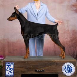 Siren - Doberman Pinscher