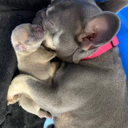 Kingston - Fawn male French Bulldog puppy in North Fort Myers, Florida from Little Rascals
