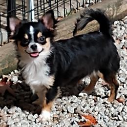 AKC GCH SIRED Taylor - Black and white female Chihuahua puppy in Newport, Maine from Pinewood Acres Chihuahuas