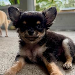Mini Mo - Black and tan male Chihuahua puppy in Saint Johns, Florida from Acme Chihuahuas (Cheeky Chis)
