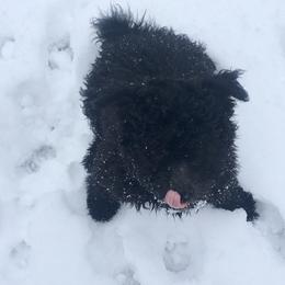 Chinese Shar-Pei and Pumi Puppies from Nixie Kennels
