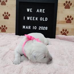 Pink collar girl - Light golden female Golden Retriever puppy in Rochester, Washington from Grand Mound Goldens