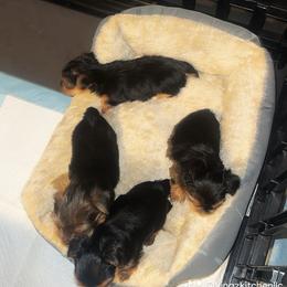 Yorkshire Terrier Puppies from KINGZ KENNEL