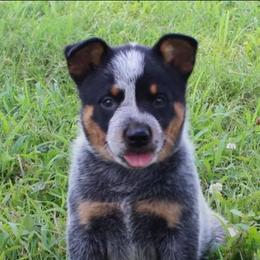 Sage - Blue speckled female Australian Cattle Dog puppy in Danville, Arkansas from 4 Hills Cattle Dogs