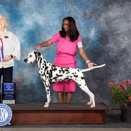 Starbuck - Dalmatian