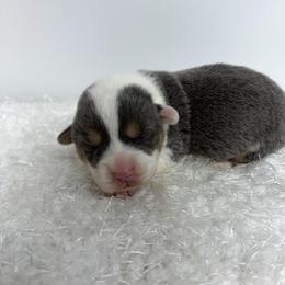 Remi - Blue female Pembroke Welsh Corgi puppy in Hillsville, Virginia from Bonderosa Kennels