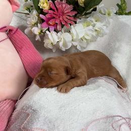 Dolly - Liver female Yorkshire Terrier puppy in Howe, Oklahoma from Ray Holder