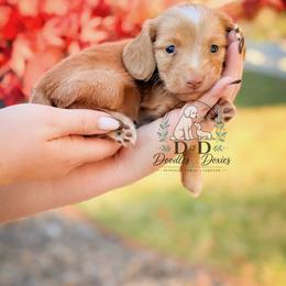 Michelangelo - Red male Dachshund puppy in Bremen, Georgia from Doodles & Doxies