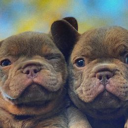 French Bulldogs from Cowboy Frenchies
