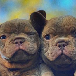 French Bulldogs from Cowboy Frenchies