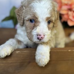 Boy 1 - Red male Bernedoodle puppy in Belgreen, Alabama from Scott’s Farm Poodles and Doodles