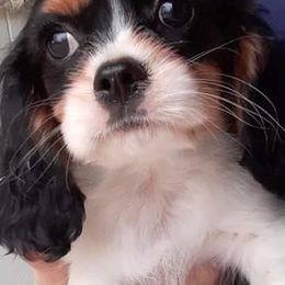 Cavalier King Charles Spaniels from King's Estate Kennels