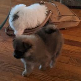 Pomeranians from Mary Lemmer's Pomeranians
