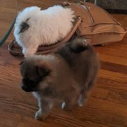 Pomeranians from Mary Lemmer's Pomeranians