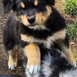 Rebel - Black tri male Miniature Australian Shepherd puppy in Crestline, California from Haugen's Minis