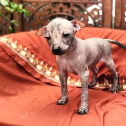 Girl 1 - female Xoloitzcuintli puppy in Sunnyside, Washington from Xolos Jazmin