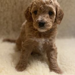 Goldendoodle Puppies from Powderhill Goldens - Shoreline (Powderhill Puppies)