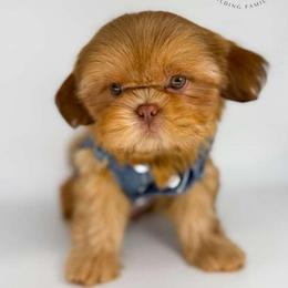 Fabio - Liver male Shih Tzu puppy in League City, Texas from Divine Pups