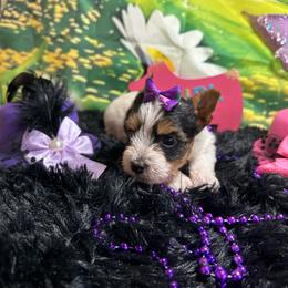 Girl 1 (1800) - Parti female Yorkshire Terrier puppy in Douglas, Georgia from Southern Georgia Yorkies and biewers